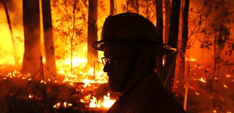 Concerns grow for dry Gippsland forests as hot summer looms