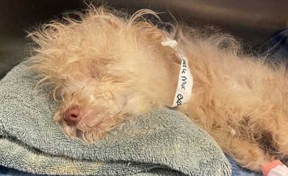 Critically ill puppy ‘hanging on’ after being found in cage near rubbish bins