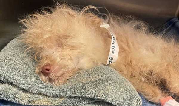 Critically ill puppy ‘hanging on’ after being found in cage near rubbish bins