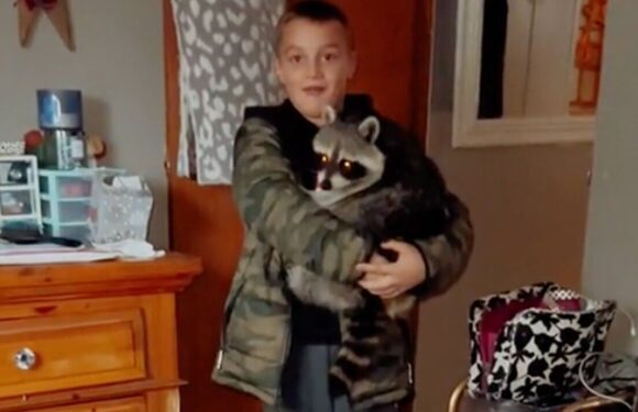 Desperate boy begs his mother to keep wild raccoon as pet in adorable clip