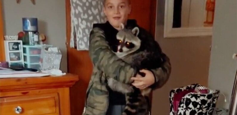 Desperate boy begs his mother to keep wild raccoon as pet in adorable clip