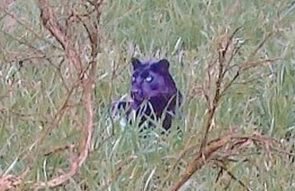 Documentary makers find 'clearest ever' photo of panther-like creature