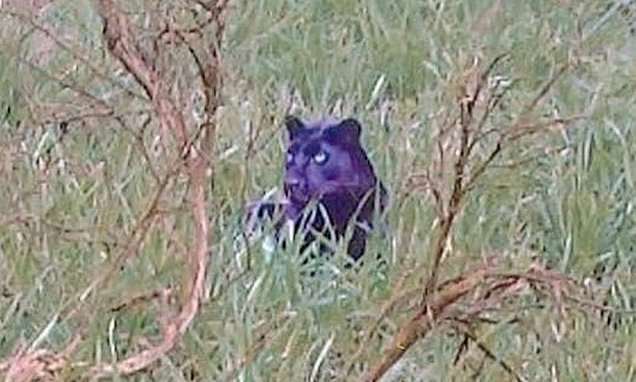 Documentary makers find 'clearest ever' photo of panther-like creature