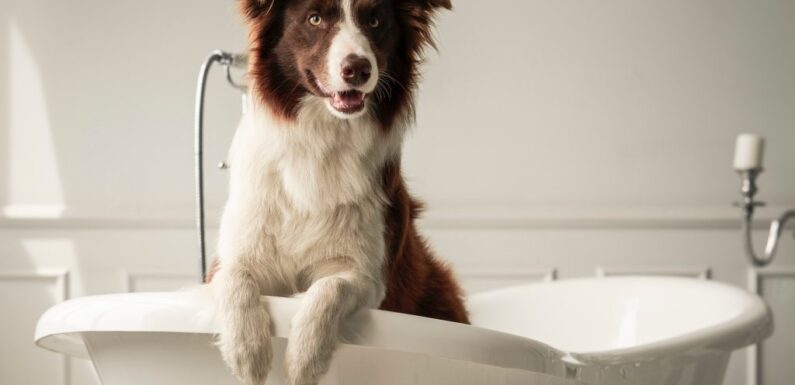 Dog Owners Say This $5 Deodorizing Shampoo Is 'Effective' & 'Long-lasting'