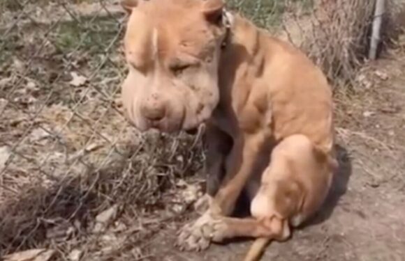 Dog covered in infected bite marks given new lease of life