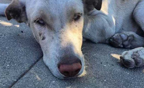Dog dumped on side of road searches every garden in area looking for his family