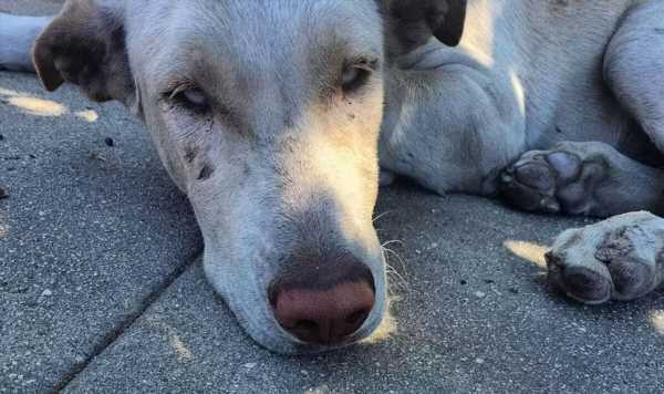 Dog dumped on side of road searches every garden in area looking for his family