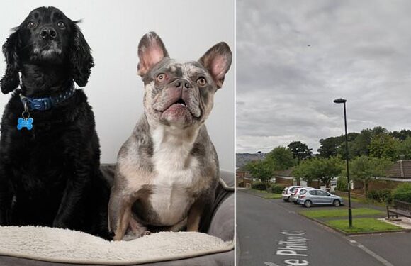 Dog owner's horror as Bull Terrier 'ripped' neighbour's pet 'to bits'