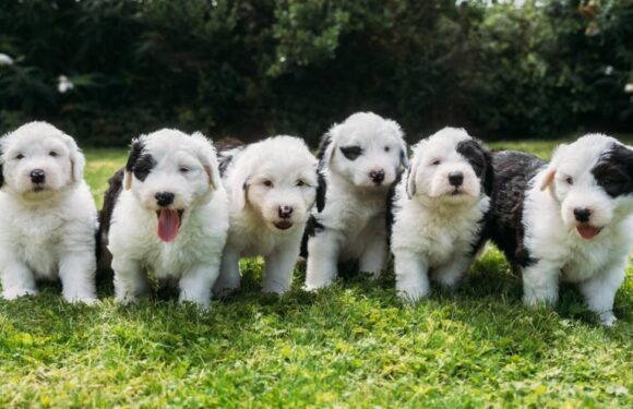 Dulux dog gives birth to seven adorable Old English Sheepdog puppies