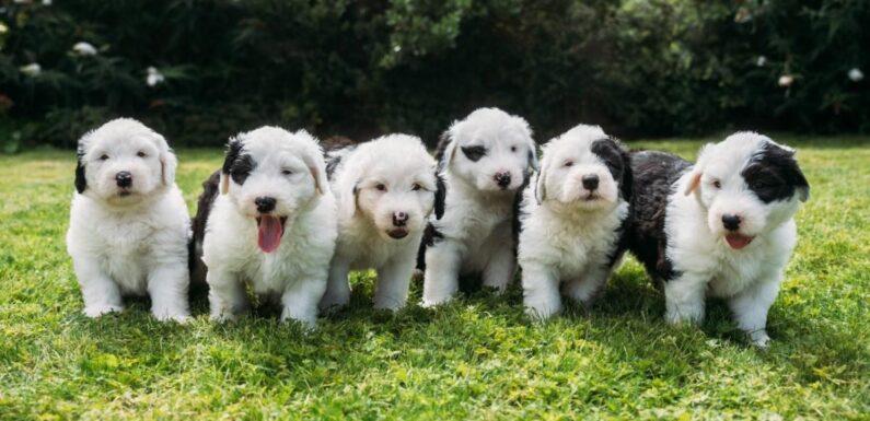 Dulux dog gives birth to seven adorable Old English Sheepdog puppies