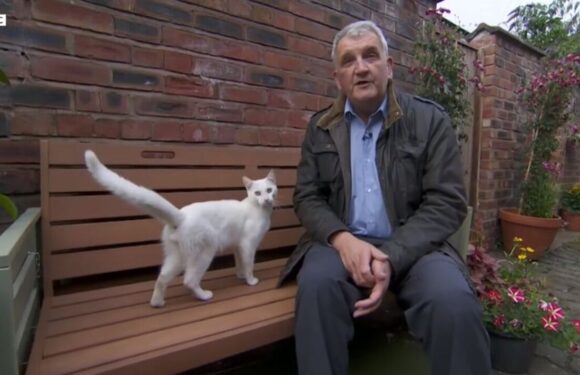 Friendly cat interrupts BBC reporter during live TV broadcast