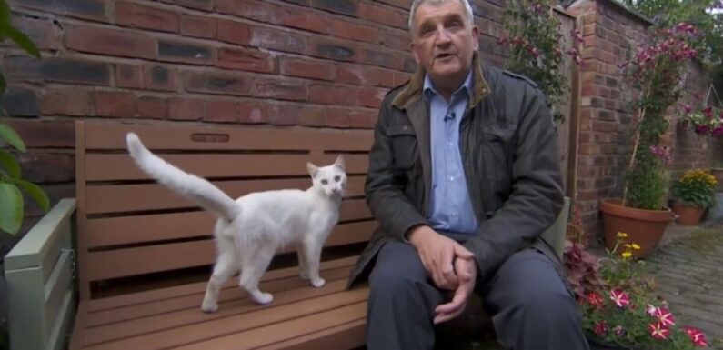 Friendly cat interrupts BBC reporter during live TV broadcast