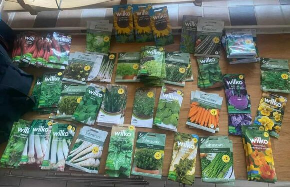 Gardening fans rush to Wilko for bargain buys that'll transform your outdoor space & you'll be able to nab them for 5p | The Sun