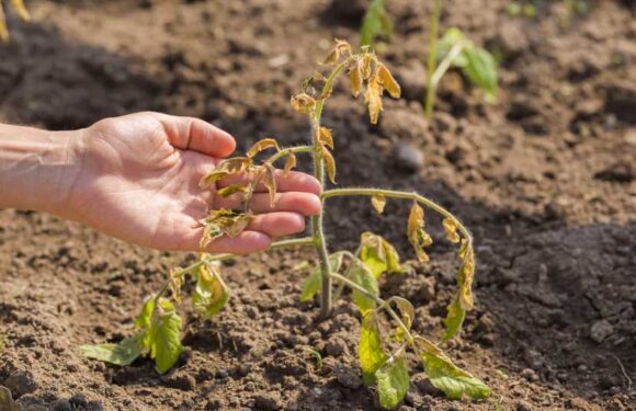 Gardening tips 2023 — Summer hacks to keep your plants cool in the heat – and they're dirt cheap | The Sun