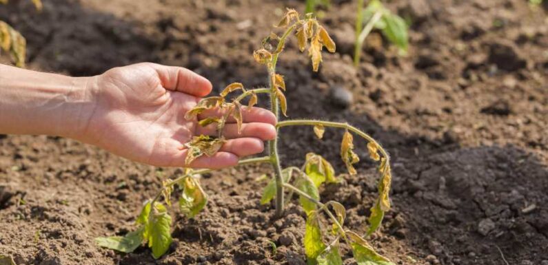 Gardening tips 2023 — Summer hacks to keep your plants cool in the heat – and they're dirt cheap | The Sun