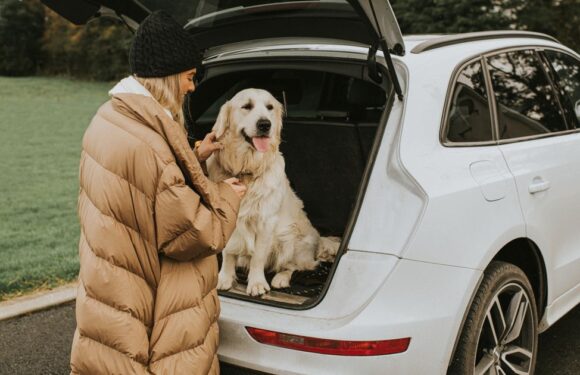 Highway Code could see drivers with pets slapped with £5k fine this bank holiday