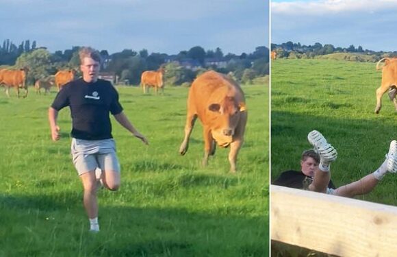 Hilarious moment man slips as he sprints away from a charging cow