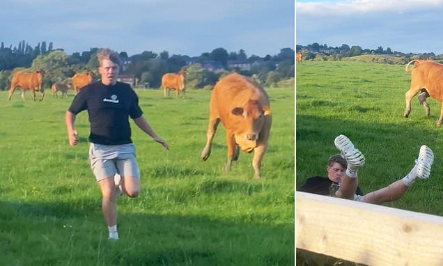 Hilarious moment man slips as he sprints away from a charging cow