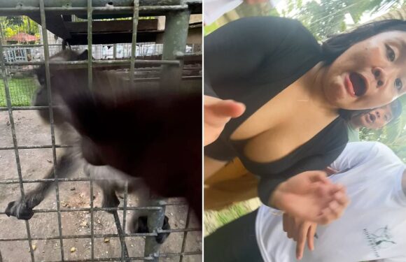 Hilarious moment monkey grabs phone and films visitor freaking out