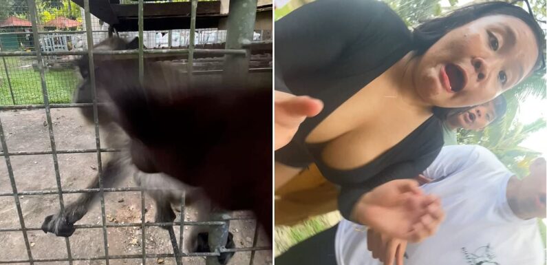 Hilarious moment monkey grabs phone and films visitor freaking out
