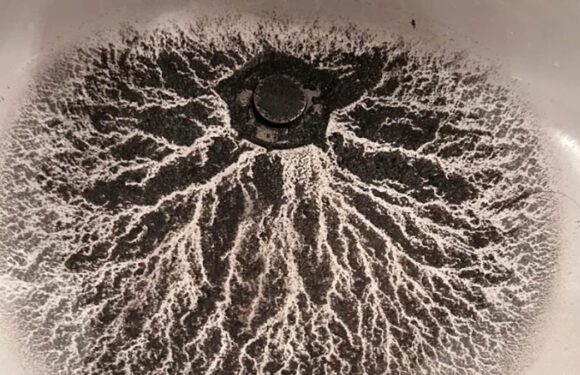 Homeowner is given grim warning about black grime in his sink