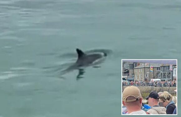 Horror at famous UK beach as baby dolphin dies surrounded by tourists | The Sun