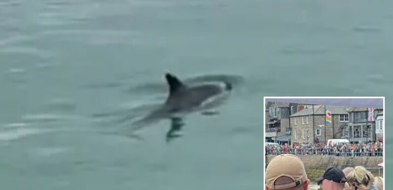 Horror at famous UK beach as baby dolphin dies surrounded by tourists | The Sun