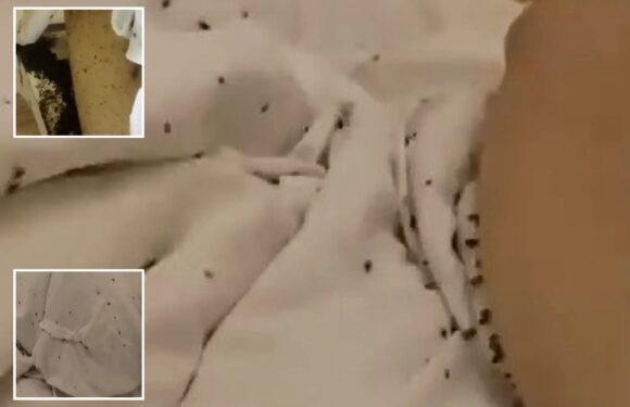 Horror moment hundreds of bedbugs feast on bed-bound patient at vile hospital from hell | The Sun