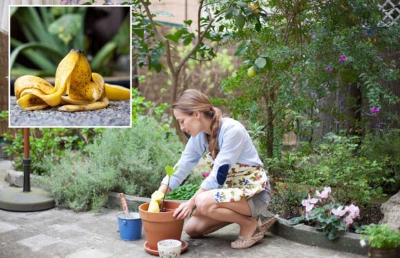 How to deter pests and prevent weeds in your garden with food scraps – you won't want to bin your eggshells for starters | The Sun