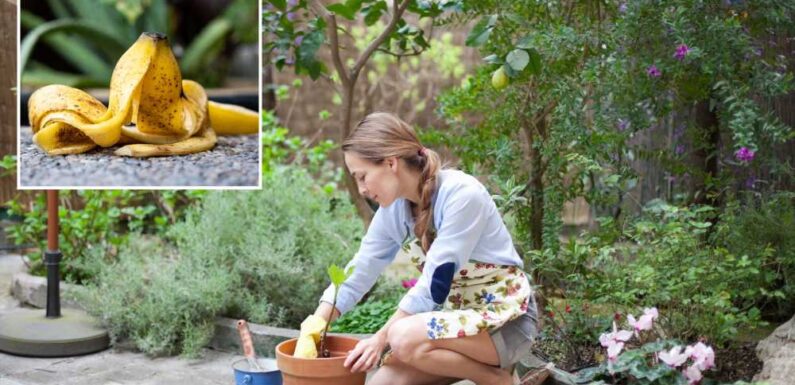 How to deter pests and prevent weeds in your garden with food scraps – you won't want to bin your eggshells for starters | The Sun
