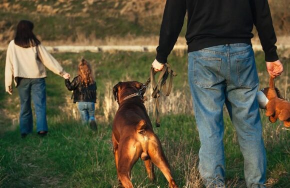 Husband who tried to secretly abandon family dog caught out by dashcam footage