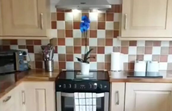 I couldn’t afford a new kitchen so transformed it on the cheap – it was meant to be temporary but it’s lasted four years | The Sun