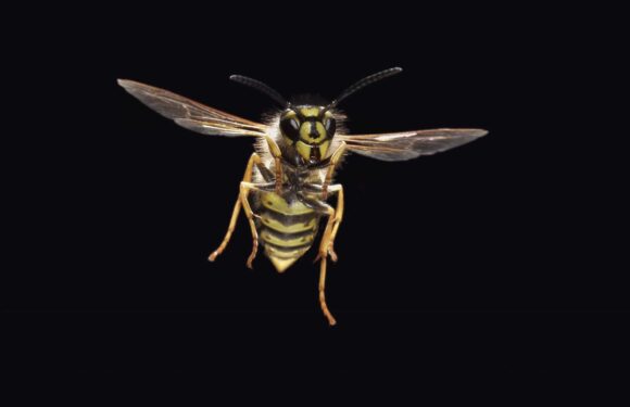 I couldn’t leave the house for three years after being stung by a wasp | The Sun