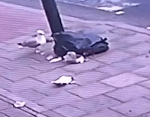 I got fined £300 by council after seagull spread rubbish outside my shop – their reason for charging me is a rip off | The Sun