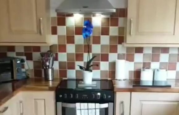 I hated my kitchen so came up with a cheap way to change it…I thought it would be temporary but it held up 4 years later | The Sun