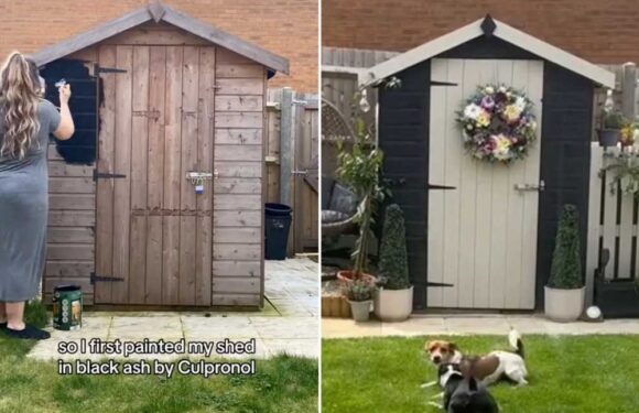 I used Wilko paint to transform my tired garden shed – it cost just £12 and the difference is amazing | The Sun