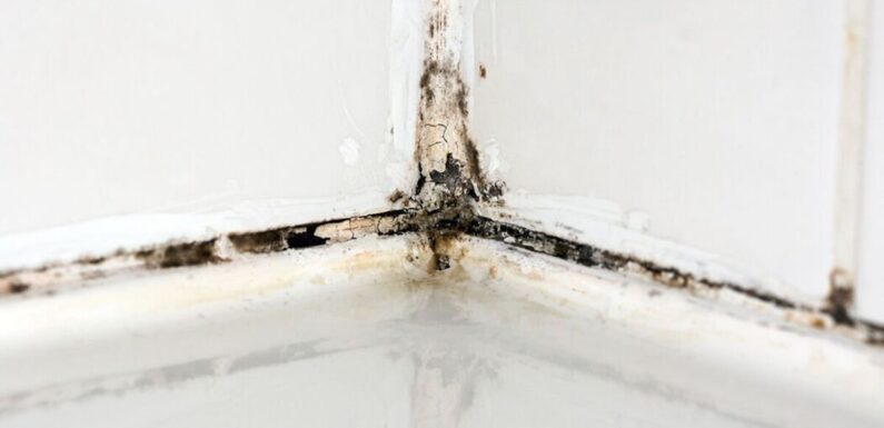 Im a cleaning expert – one mistake could be inviting mould into your bathroom