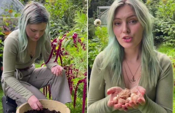 I’m a gardening whizz and you can grow the world’s most expensive spice at home for almost nothing – here’s how | The Sun