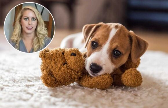 I’m a vet and there’s deadly disease to watch out for in your pooch – the 4 signs they have it and how to avoid it | The Sun