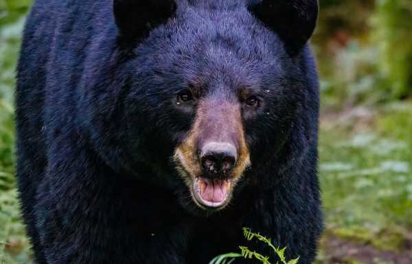 Infamous home intruder bear ‘Hank the Tank’ to move to Colorado sanctuary