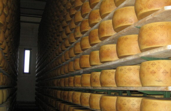 Italian cheese maker, 72, crushed to death under mountain of cheese