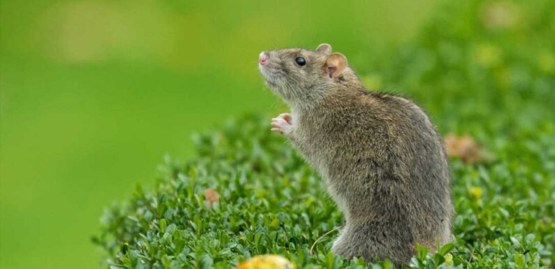 I'm a gardening expert – five ways to keep rats out of your garden for good & one makes your outdoor space prettier too | The Sun