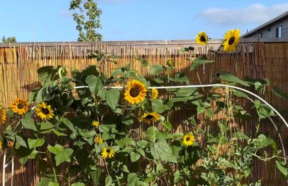 I'm a gardening pro – a common mistake is 'killing' your yard and when you need to ignore viral advice | The Sun