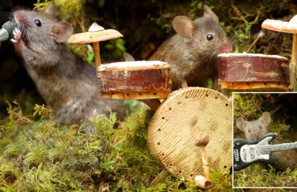 Man creates miniature music festival for mice in his garden