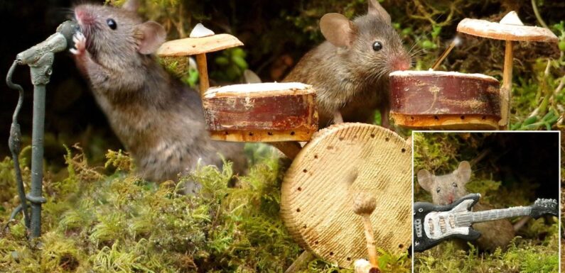 Man creates miniature music festival for mice in his garden