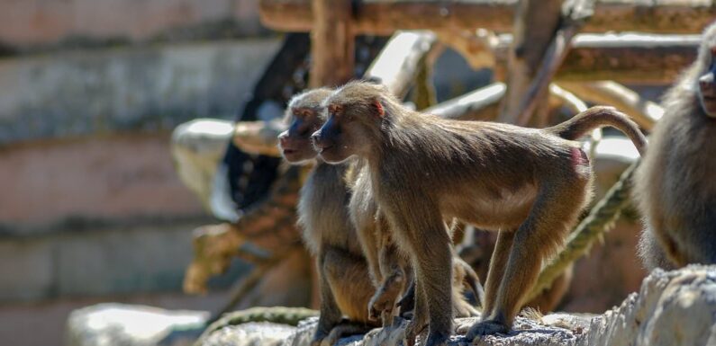 Monkey escapes its cage at zoo in Devon sparking visitor lockdown