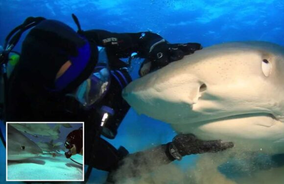 My best friend is a 15ft tiger shark named Emma – I know she could kill me but really she's just like a loving Labrador | The Sun