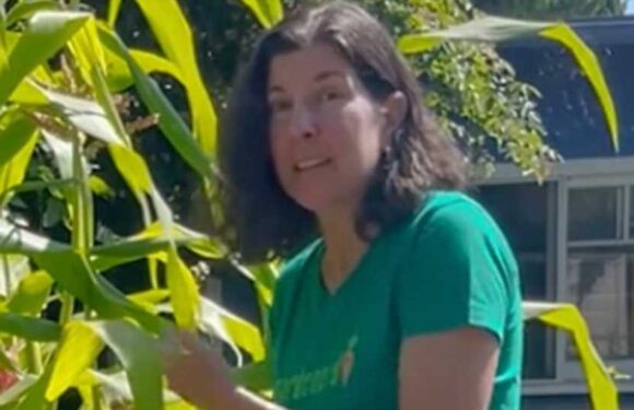 My clothespin trick will protect your garden – it totally solves a common pest problem | The Sun