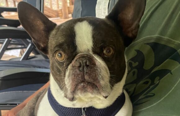 Nurse abandons pet dog at airport after being told it couldn’t holiday with her