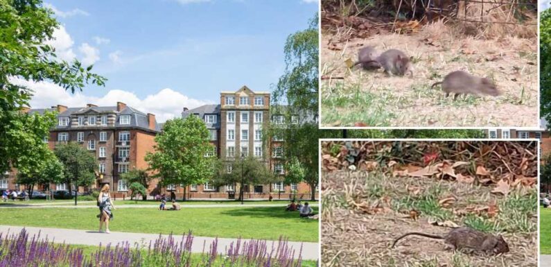 Our town centre is full of trendy shops and bars – but it's ruined by swarms of huge rats that roam in packs | The Sun